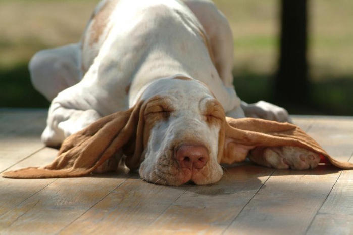 dogs-32 (700x465, 80Kb)