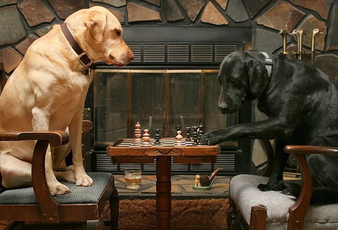 dogs-43 (680x462, 127Kb)