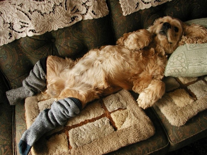 dogs-47 (700x525, 182Kb)