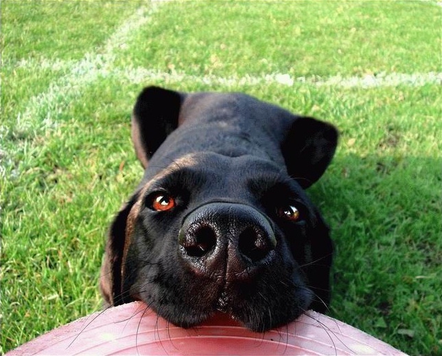 dogs-48 (644x518, 156Kb)
