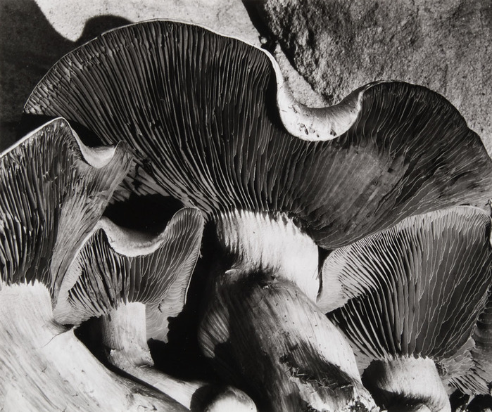 уэстон эдвард-грибы (700x586, 173Kb)