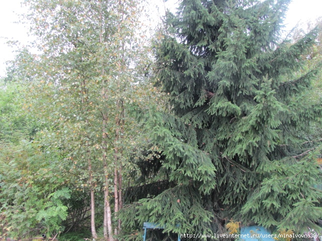 IMG_3943 (640x480, 338Kb)