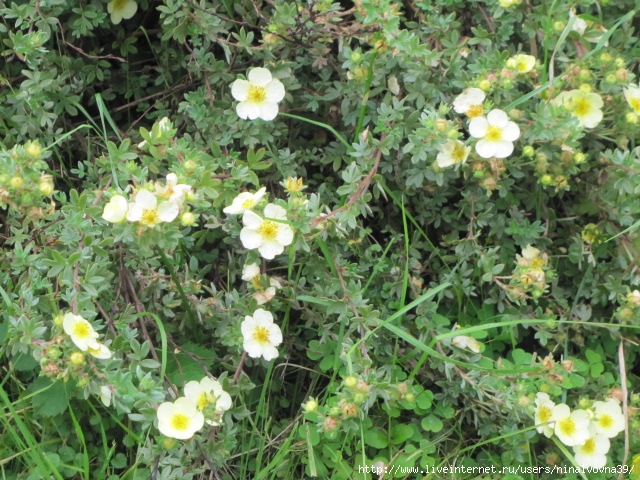 IMG_3946 (640x480, 303Kb)