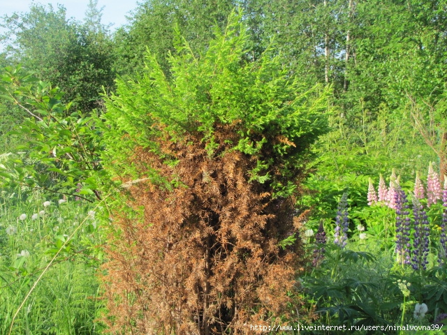 IMG_2941 (640x480, 403Kb)