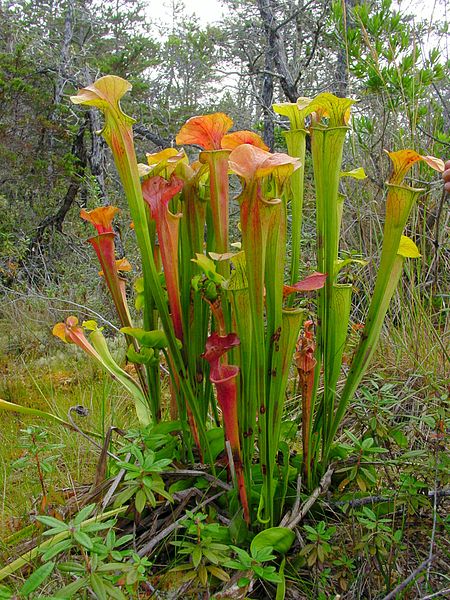 450px-Sarracenia_oreophila_ne3 (450x600, 107Kb)