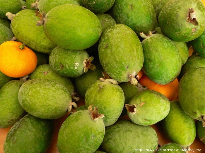 feijoa (700x525, 328Kb)
