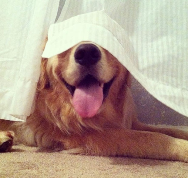 funny-dogs-playing-hide-and-seek-26 (620x590, 213Kb)