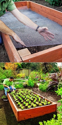 Line your raised bed with chicken wire to keep out gophers and moles! (200x400, 109Kb)