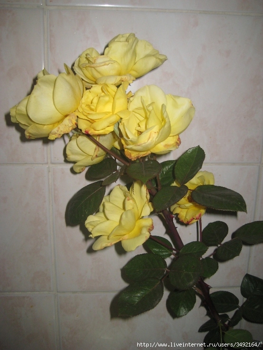 IMG_9658 (525x700, 243Kb)