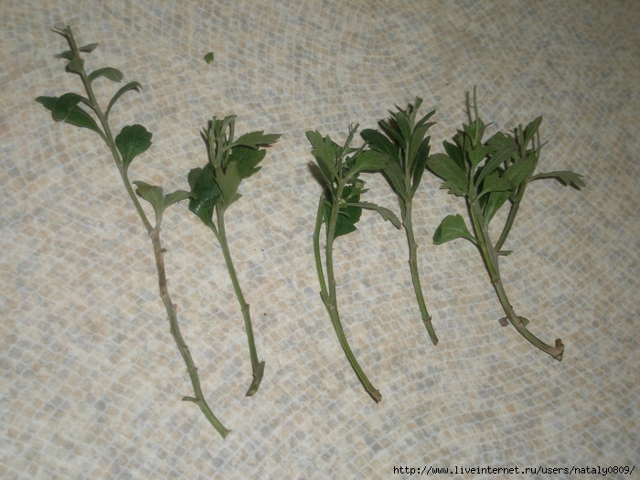 Вырастить хризантему из букета в домашних условиях с фото пошагово