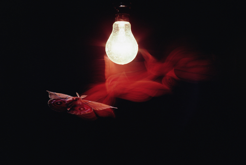 Moth-Around-Light-Bulb (502x337, 129Kb)