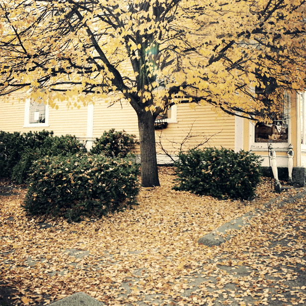 autumn (615x615, 847Kb)