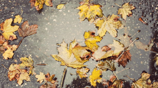 rain (615x346, 728Kb)