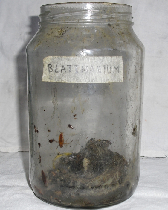 5141577_Blatinariym (562x700, 251Kb)