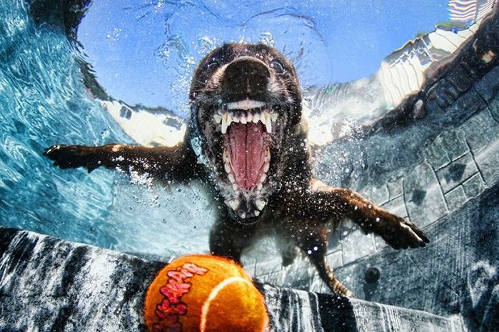 1329344099_water_dog_17 (700x465, 313Kb)