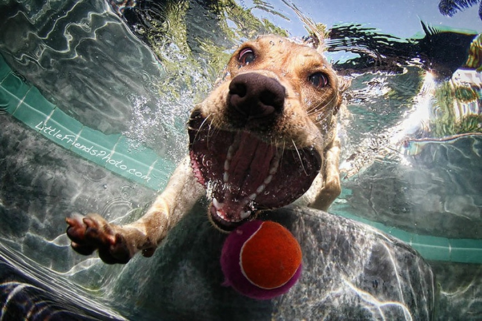 1329344104_water_dog_4 (700x465, 298Kb)
