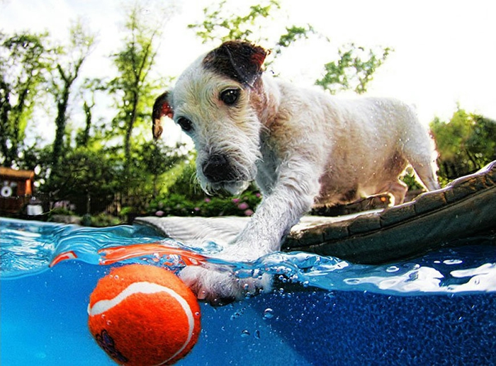 1329344118_water_dog_14 (700x517, 294Kb)