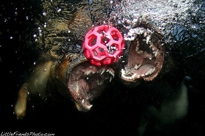 1329344148_water_dog_22 (700x465, 227Kb)