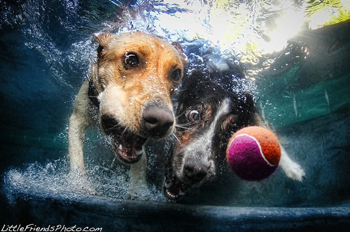 1329344155_water_dog_2 (700x465, 274Kb)