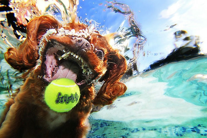 1329344161_water_dog_21 (700x465, 278Kb)