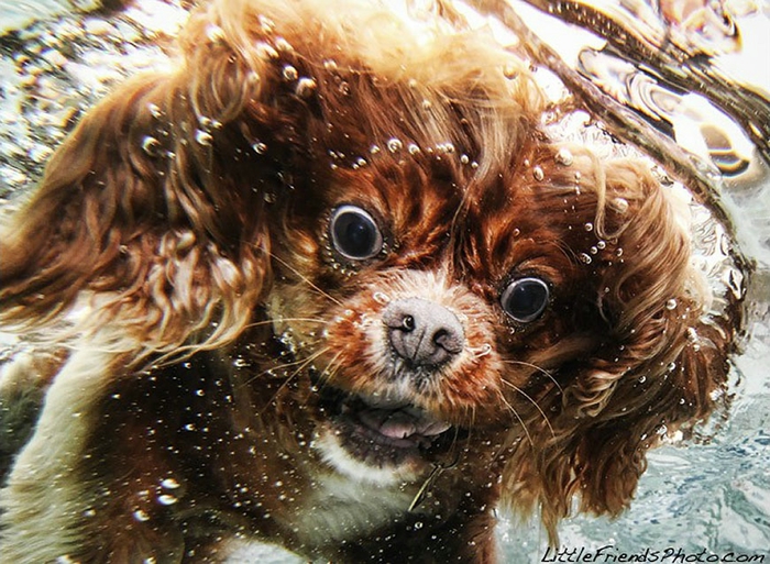 1329344164_water_dog_13 (700x513, 336Kb)