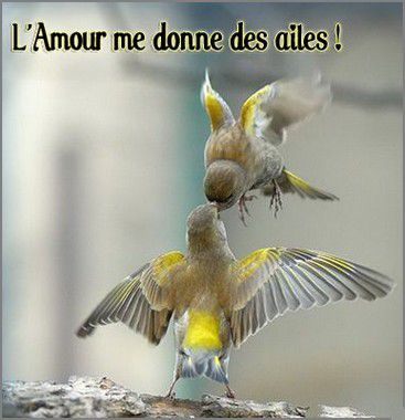 oiseaux-amour-fete (367x380, 32Kb)