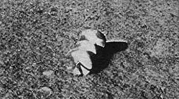 3623822_Lunik13photo2 (350x194, 20Kb)