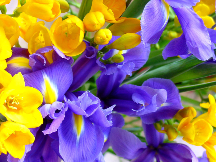 Orchidea_flowers_wallpapers (700x525, 126Kb)