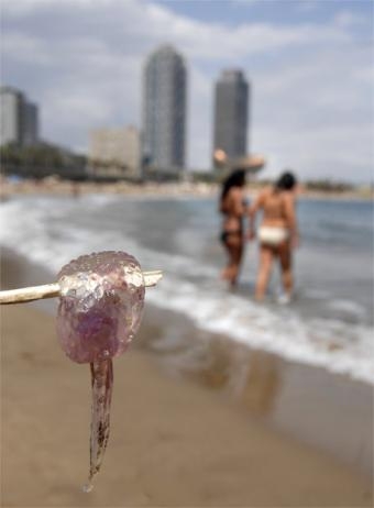 medusa_sacada_palo_playa_Barceloneta_Barcelona (340x462, 47Kb)