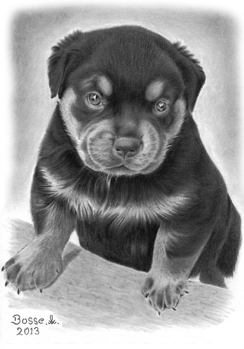 rottweiler_puppy_2_by_torsk1-d6abj8t (490x700, 209Kb)