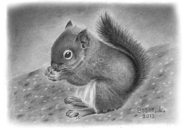 squirrel_by_torsk1-d6ljmnc (700x490, 226Kb)