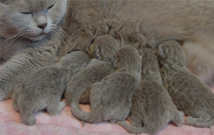 Какие рождаются вислоухие котята фото