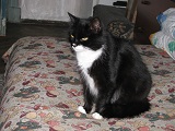 IMG_0636 (160x120, 20Kb)