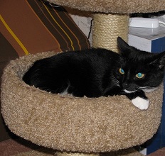 IMG_0573 (232x220, 34Kb)
