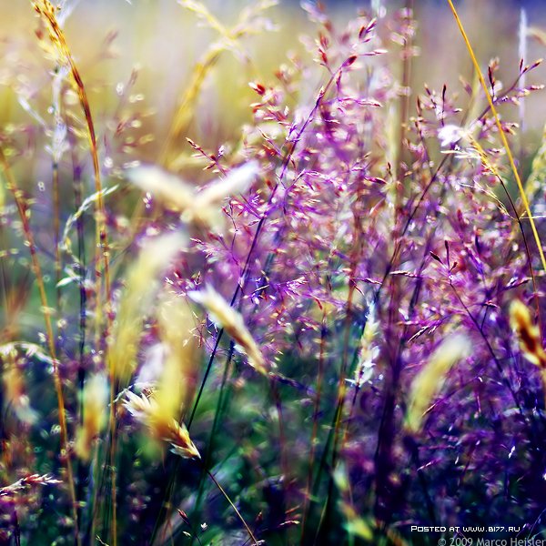 4687405_1304666828_177_runaturephotographerthe_fields_of_color_ii_by_r3novatio (600x600, 101Kb)