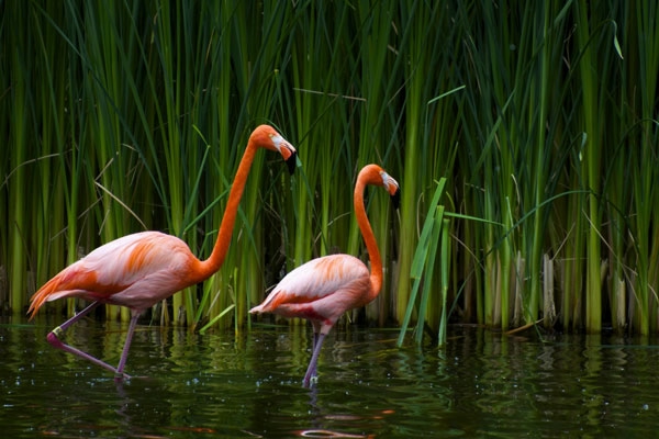 flamingo (600x400, 147Kb)