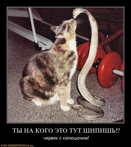 5402287_1381855886_1354619131_iooig3q4aa98 (450x503, 66Kb)