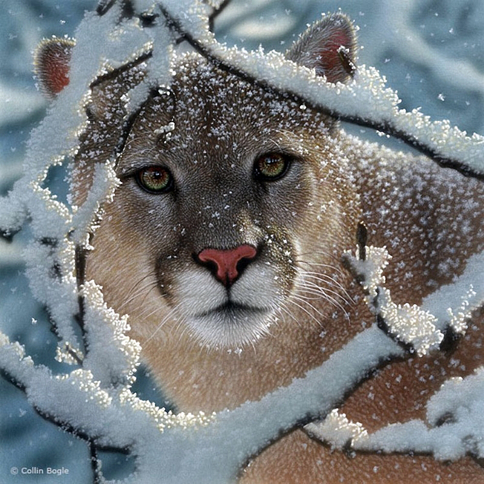 3623822_b01 (700x700, 527Kb)