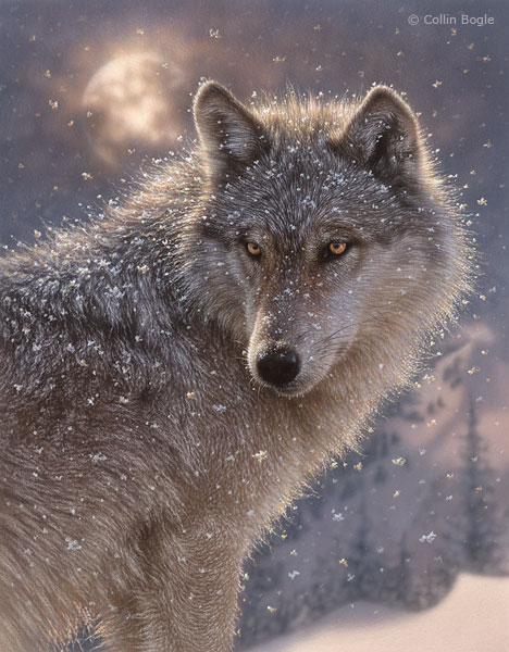 3623822_lonewolf (468x600, 82Kb)