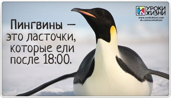 родные, доброе утро картинки пингвины известен