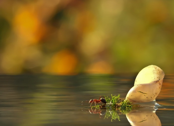 3623822_mv03 (699x507, 128Kb)