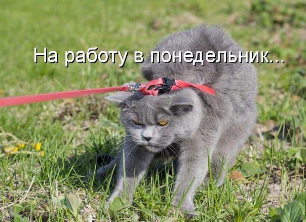 3RUi5zLKm3c (604x438, 80Kb)