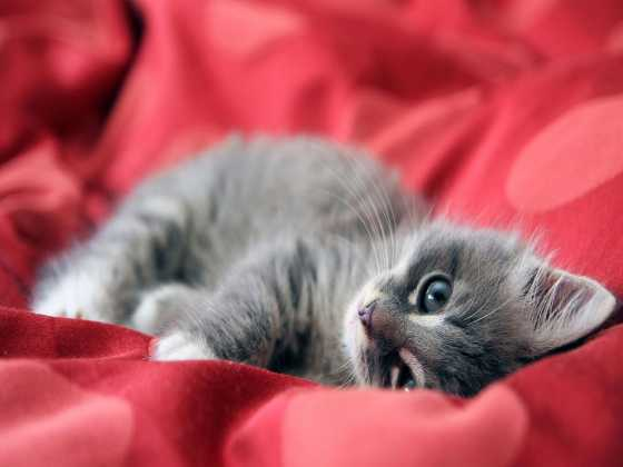 560x420_kitten-gatinho-f1d5b (560x420, 111Kb)