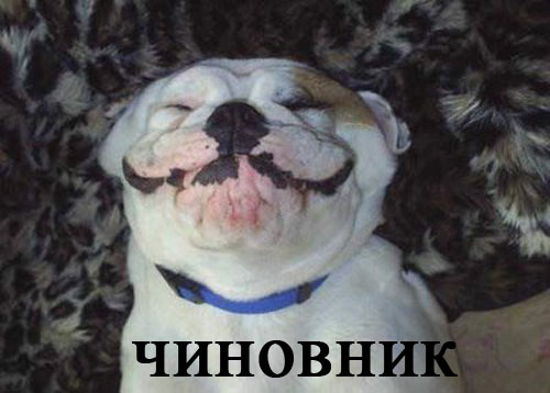 foto-sobaki.narod.ru4 (500x358, 35Kb)