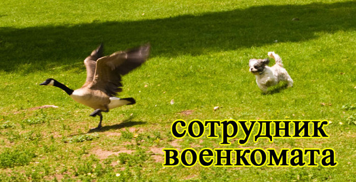 foto-sobaki.narod.ru088 (700x357, 104Kb)