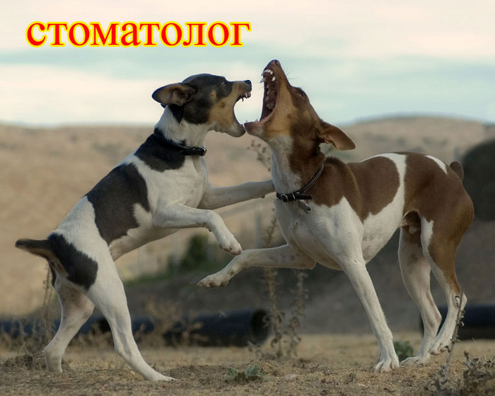 foto-sobaki.narod.ru226 (700x560, 78Kb)