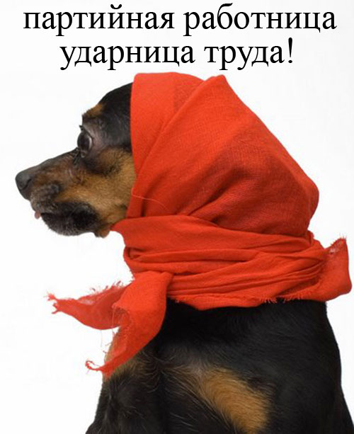 foto-sobaki.narod.ru298 (500x613, 51Kb)