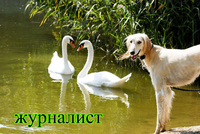 foto-sobaki.narod.ru324 (700x468, 117Kb)