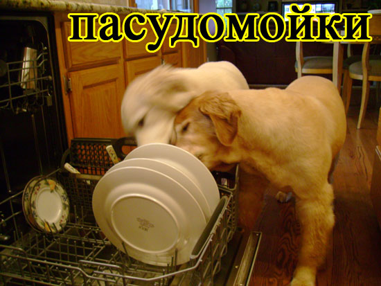 foto-sobaki.narod.ru552 (550x413, 65Kb)