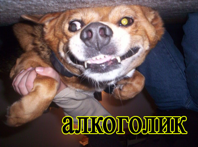 foto-sobaki.narod.ru5552 (650x483, 72Kb)